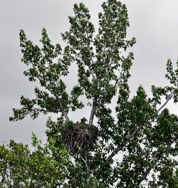 An empty Bald Eagle nest